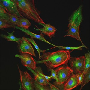 BPAE cells stained to show nuclei (blue), alpha-tubulin (green), and F-actin (red) on an LS 620; LifeTech FluoCells slide #2; 40x Olympus objective.