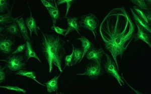Alpha-tubulin in BPAE cells by LS500; LifeTech FluoCells slide #2; 40x Olympus objective