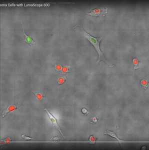 Time-lapse video of HT1080 cells expressing cell cycle proteins on an LS600; provided by Alex Zambon, Keck Graduate Institute (see Gallery for more info)