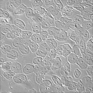 Human buccal cells on LS620 using Phase Contrast Accessory and 20x Motic objective