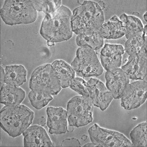 Human buccal cells imaged with LS 620 and Phase Contrast Accessory; 40x Motic objective